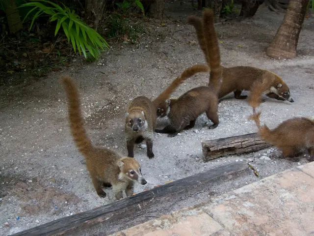 "Native Fauna" or "Indigenous Wild Animals"