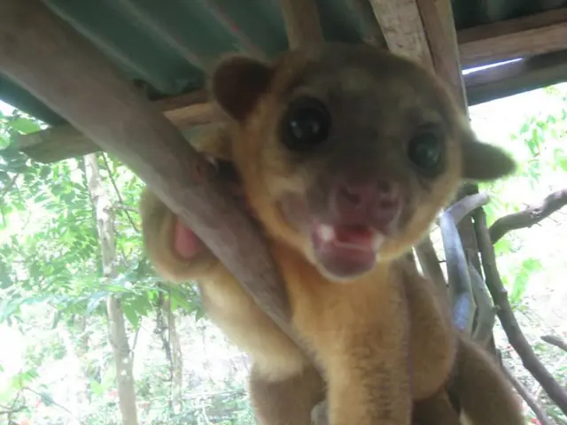 Expansion of Farmers Branch's animal shelter to include a feline-focused space.