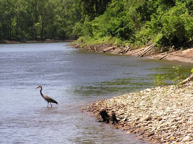 Revitalizing Biodiversity: Wetland Rejuvenation at Ilketshall St. Lawrence's Green Oasis