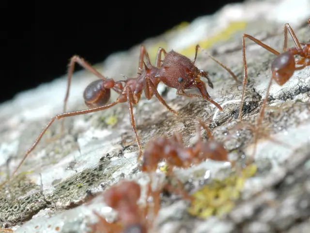 "Unique Phenomenon Unveiled": Queen Ants Give Birth to Offspring of Two Distinct Ant Species, an...