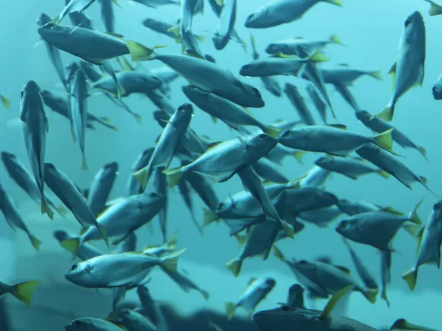 Transparent-Blooded Fish, Rare Vertebrate Without Hemoglobin, Baffles Scientists