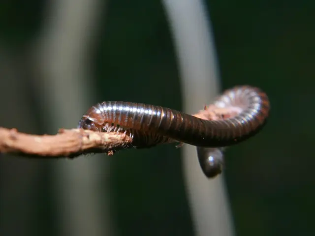 Strategies for Limiting the Propagation of Transmissible Spongiform Encephalopathies: Measures to...