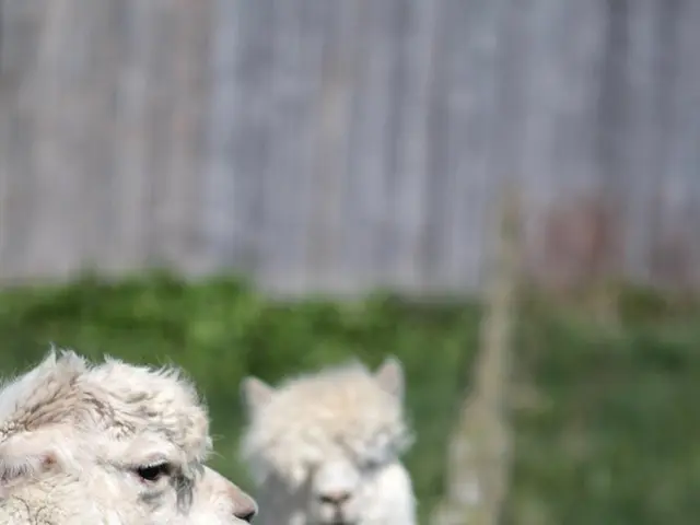 Predator Wolf Ravaging Sheep in Southern France