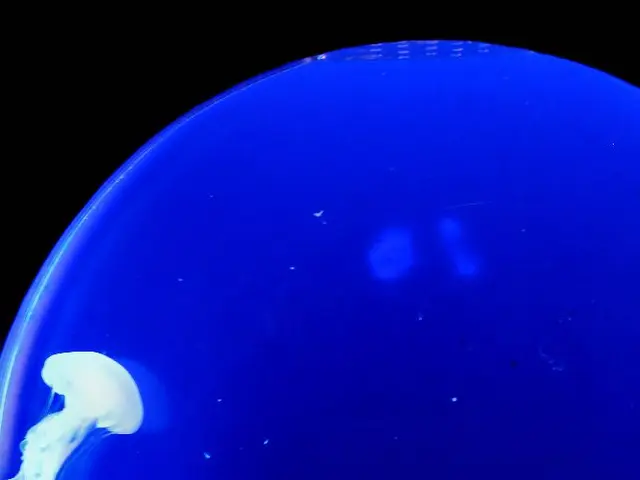 Harmful marine creature: the minuscule, blue-ringed octopus, a golf ball-sized critter, is ranked...