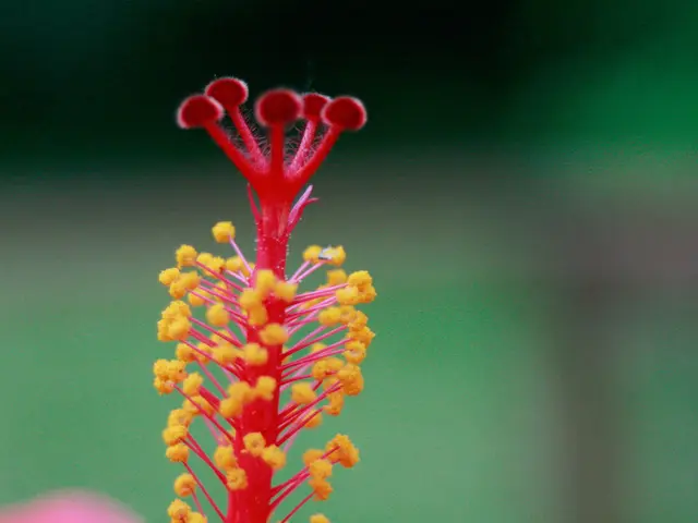 Strategies for Dodging Pollen Allergies