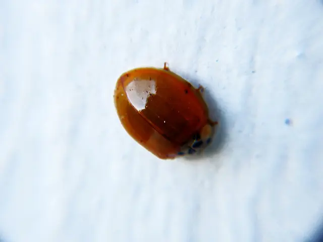 Brain Damage Caused by White Matter: Unraveling the Long-Term Effects