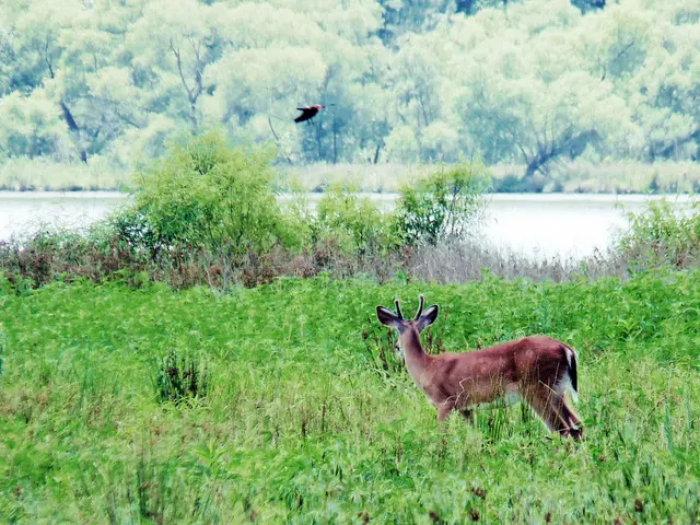 Discovered: Aviating Artifact Labled "Urter" Unearthed in Old German Woodland