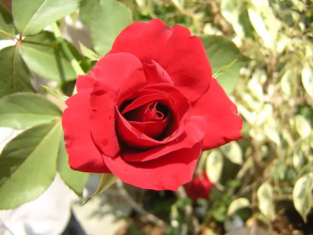 Florida Gardeners' Guide to Growing Desert Roses