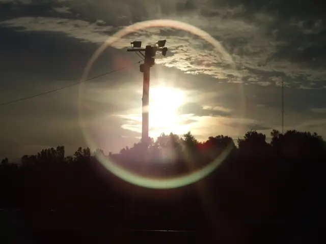 Bonsai Care and Light's Role: Essential for Vibrant Growth and Photosynthesis Processes