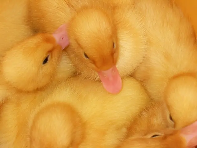 School modifying 'Thunderbirds' to 'T-Birds' to adhere to New York's ban on using Native American...