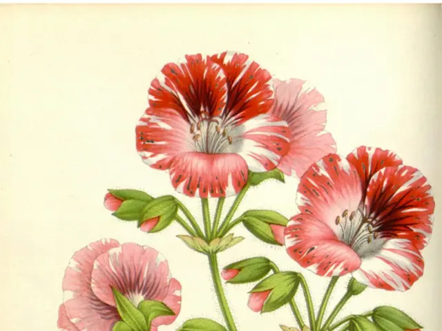 Returning Tune "Adista's Padaku": User-Friendly Guide for Novices