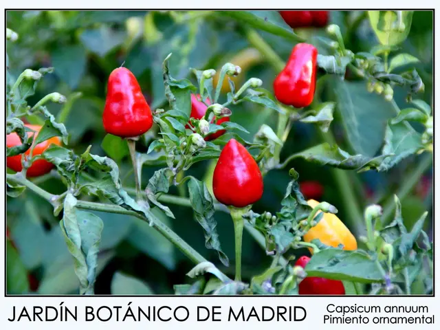 Produced: L-valine through fermentation using Corynebacterium glutamicum (CCTCC 20232578)