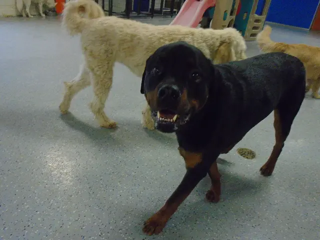 Reasons Behind Canine Hyperactivity: A Veterinarian Uncovers the Causes Why Your Pet Becomes...