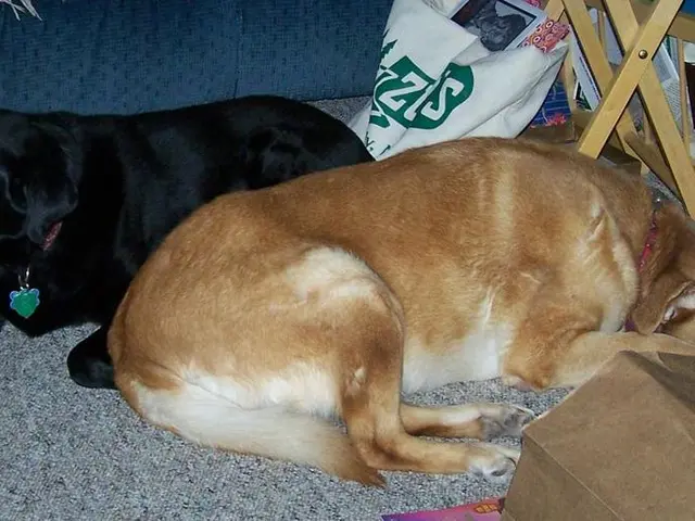 Veterinary-recommended supplement aids in combating ear infections and hair loss in pets due to...