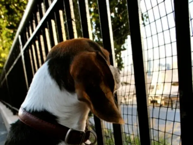 Canine Harry, a police dog, conducting a search within a concealed drug cache.