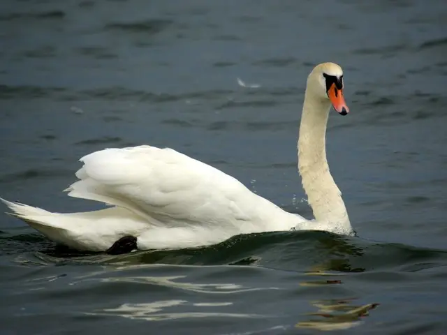 Fire Department of Detmold rescues a swan entangled in a chain of angels figurines from Lake Mesché
