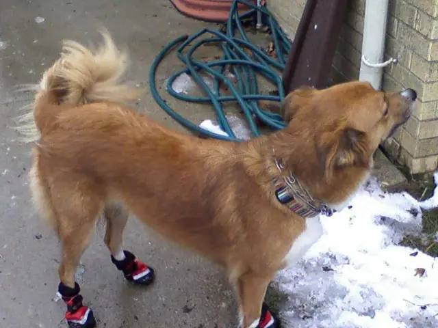 Cryptocurrency titans rapidly unloading Dogecoin, sparking speculation about insider knowledge