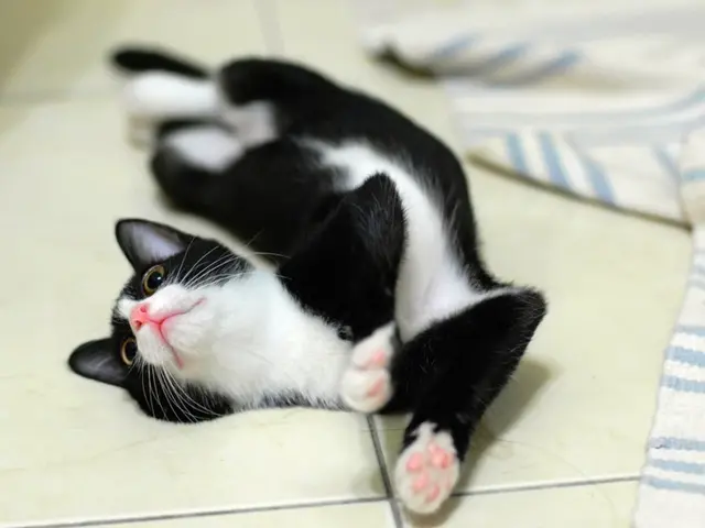 Feline Behavior: Why Does Your Cat Prefer the Litter Box?