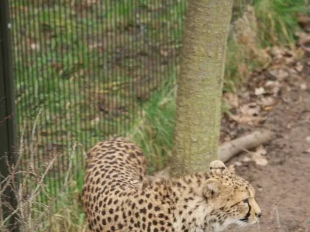 Lab-Grown Hybrid Specimen Combining Human and Pig Features Revealed: Crucial Details Unveiled