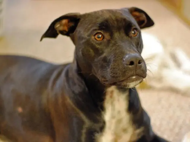 Dog owner urged to contact authorities after their shepherd leaps onto a jogger, causing incident