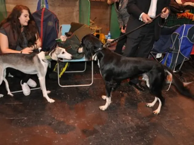 Brussels opening its first dog-centric cafe