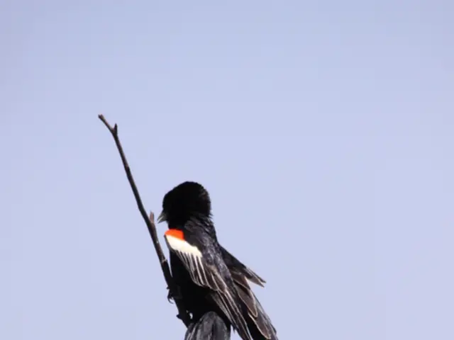 Is the Existence of Blue Cardinals a Figment of Imagination or a Factual Account?