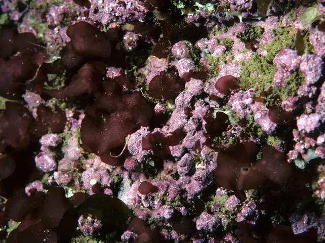 Border officials discover coral hidden in shipping container