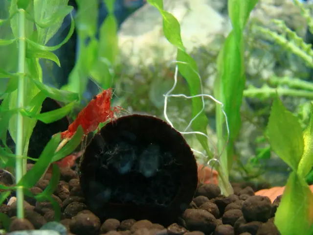 Researchers Create a Novel Lifeform with Minimal Genetic Codes: 57