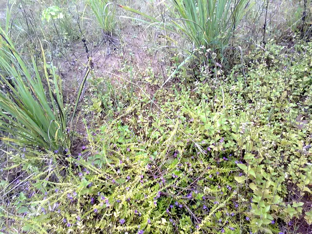 Unveiling a Peculiar Rectangular Telescope: Translated Potential to Discover 25 Potentially...