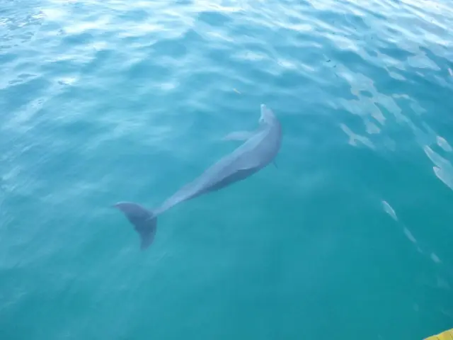 "Growing Sea Otter Community in Morro Bay: Understanding Our Impact on Their Future"