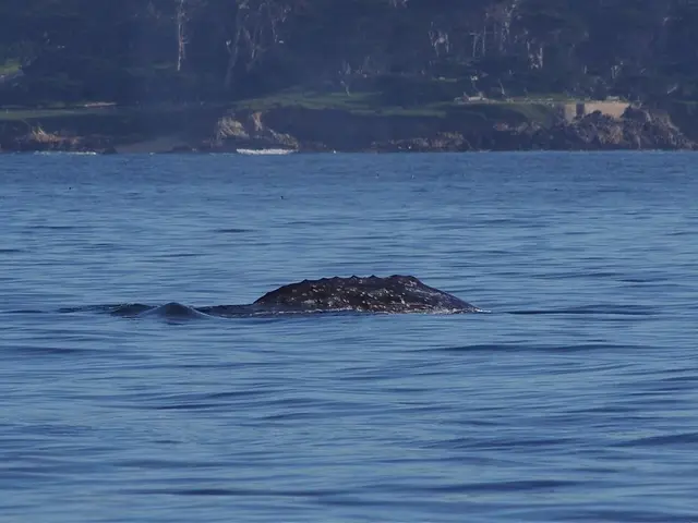 Court upholds continuation of 'Alligator Alcatraz' project