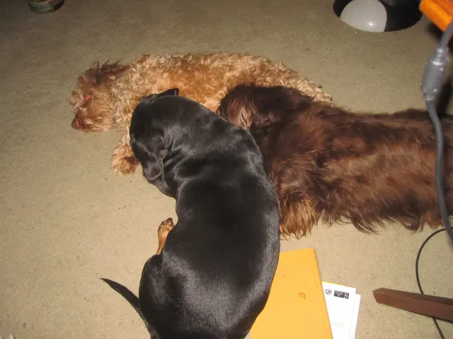 Further accusations made in the Mayfield animal mistreatment case