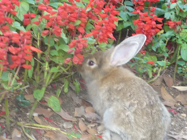 Strategies for Preventing Rabbits from Nibbling on Tomato Vegetation: Successful Repellent Methods