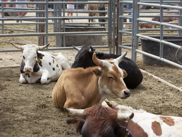 Troublesome images captured in the Harz Mountains' pasture