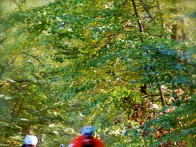 Multiple individuals hurt in cascading falls inside the Black Forest