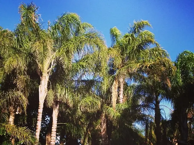 Desert Architecture Celebration Kicks Off: Palm Springs Modernism Week 2025