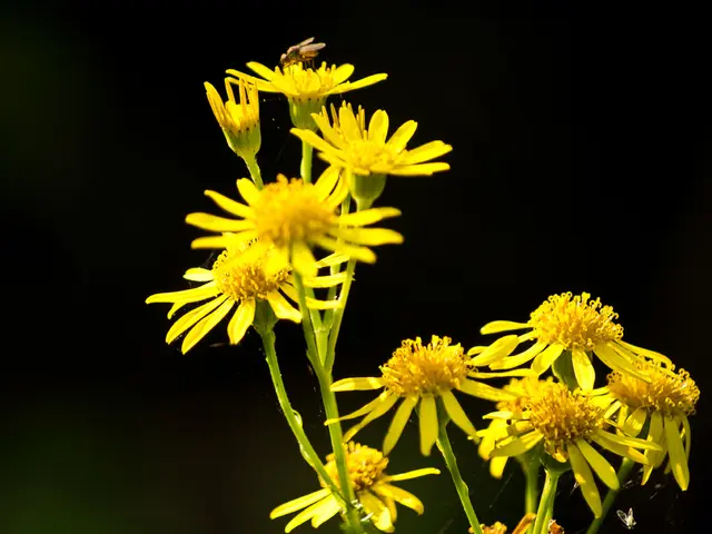 Nectar-rich blossoms to leave untouched in September - these plants provide a vital source of...