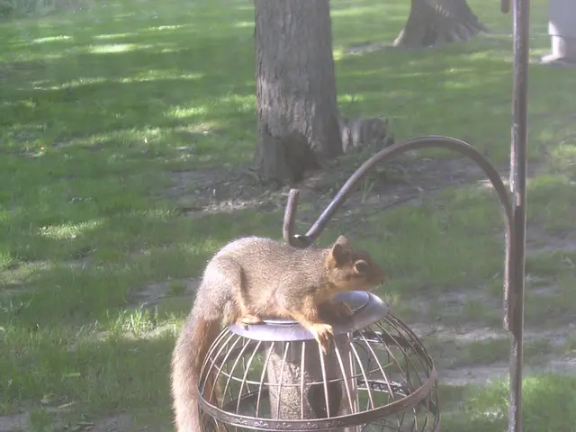 Garden can attract robins by planting a specific tree, which is the optimal planting time at...