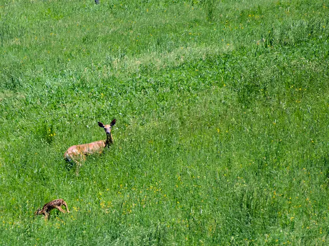 Guidelines for Ethical Wildlife Observation: Strategies to Track and View Animals Without...