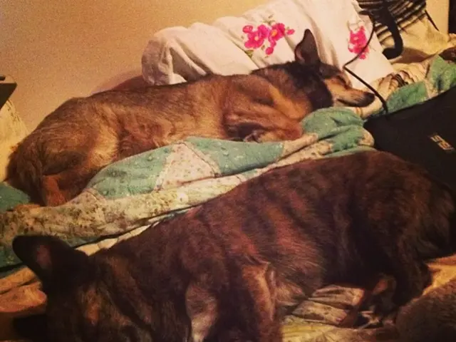 Intruder in tire trade industry apprehended by service dog