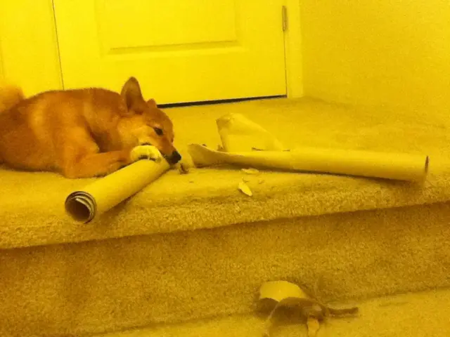 Results of the investigation have been shared with the Commission.