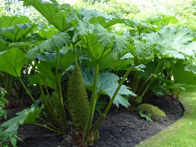 Enhancing Soil Composition for Abundant Shrub Growth