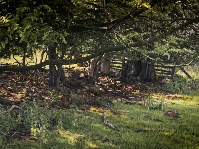 Nature Reserve Hainberg Celebrates 30 Years of Evolution: From Military Grounds to Wildlife Haven