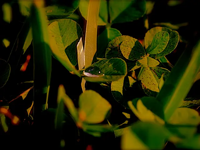 Plant Watering Tips: Avoid Overwatering or Underwatering for Optimal Growth