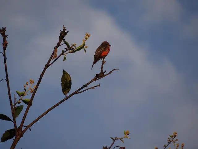 Forecast for Puerto Madryn on September 8th, 2025: what's the anticipated climate?