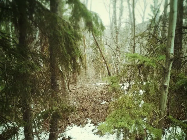 Forest Festivities in Germany