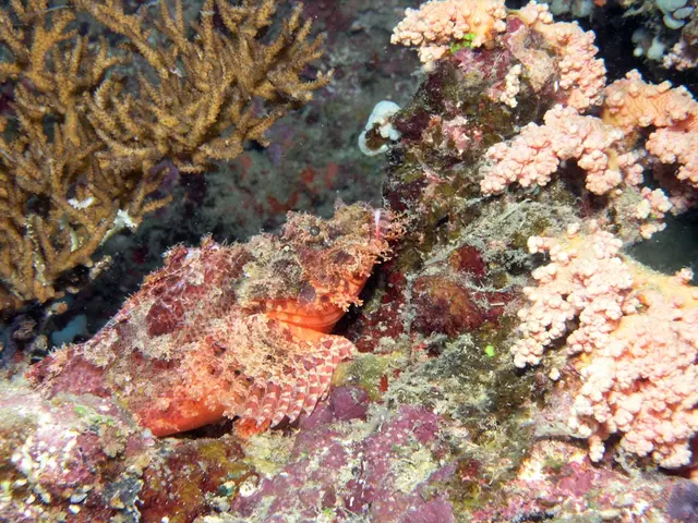 Researchers Craft Innovative Production Process for Marine Algae Compound Benefitting Neuroscience...