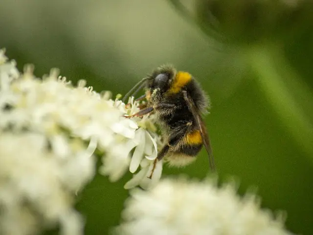 Disperse the pollen grains
