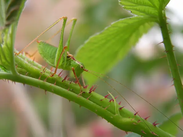 Deterioration of Ash