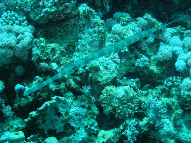 Ocean Defender Activist from France Engaging in Direct Action